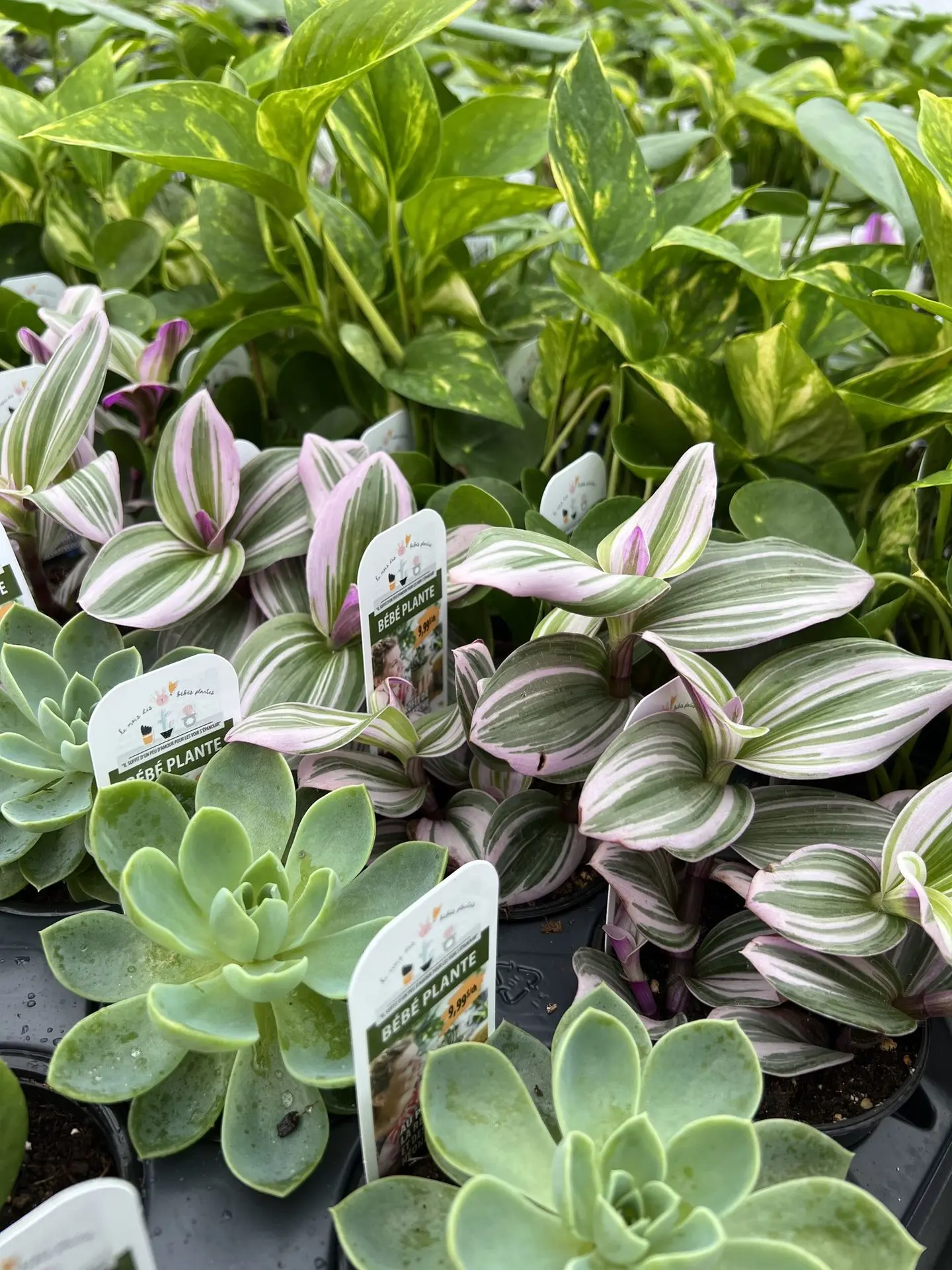 Serres St-Élie_Partenaire_mois des bébés plantes