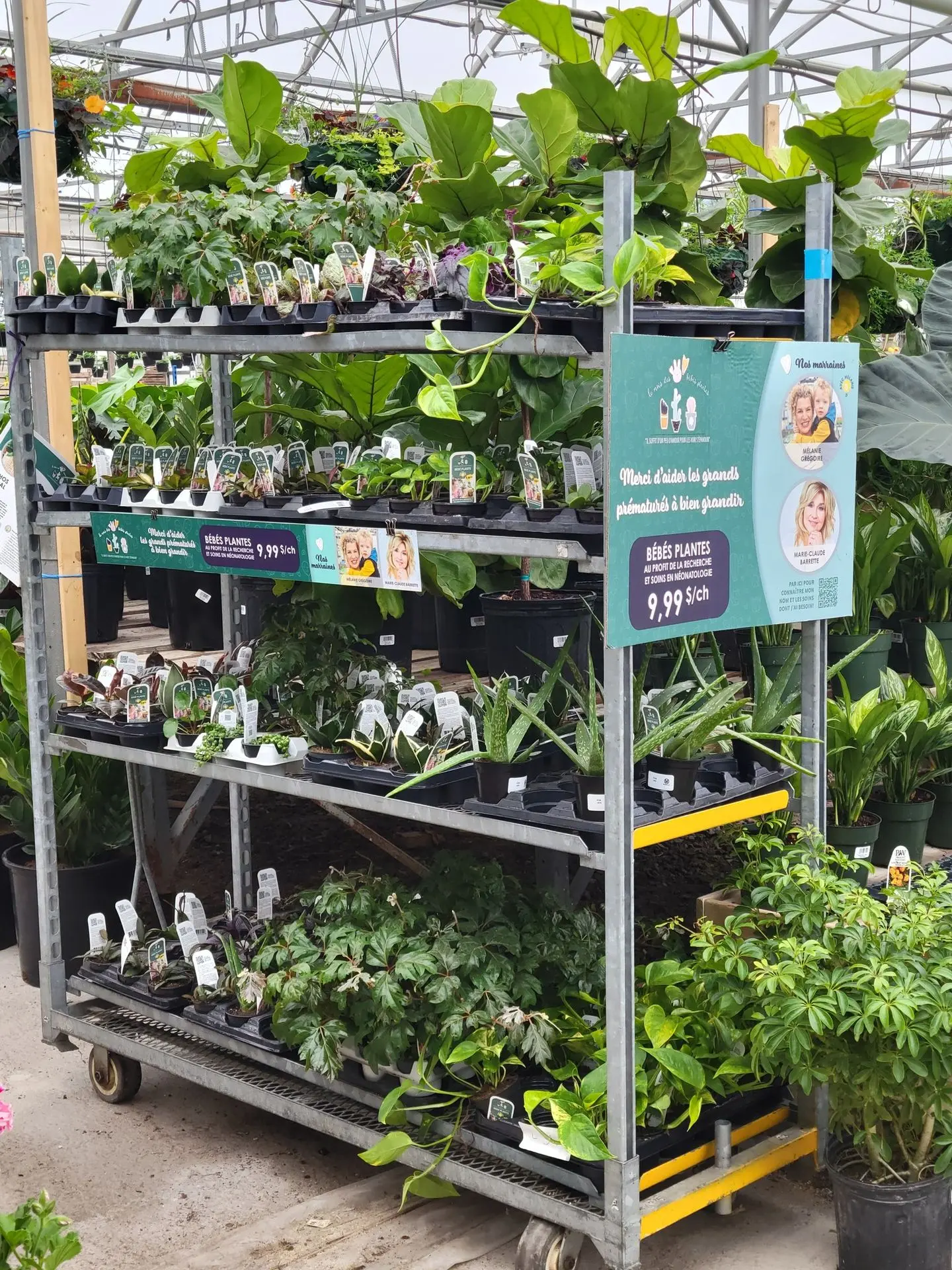 Serres St-Élie_Partenaire_mois des bébés plantes