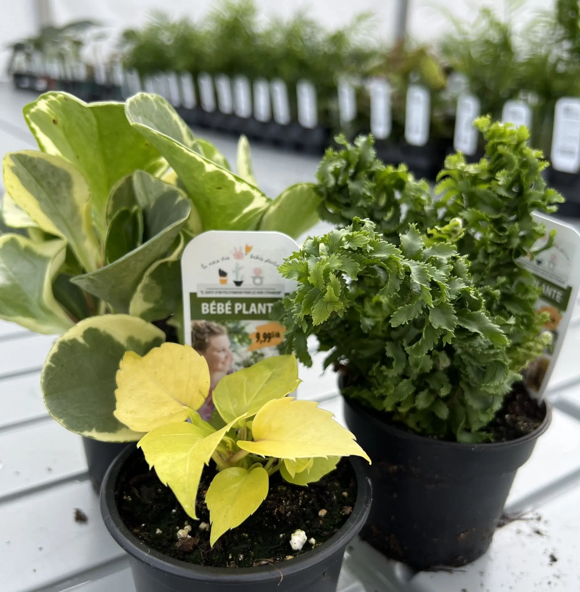 Serres St-Élie_Partenaire_mois des bébés plantes