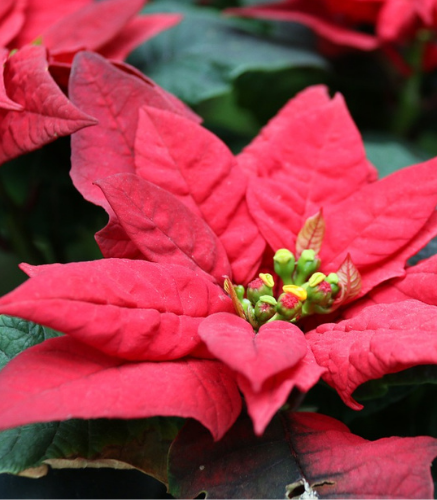 Fleures annuelles _ poinsettia rouge