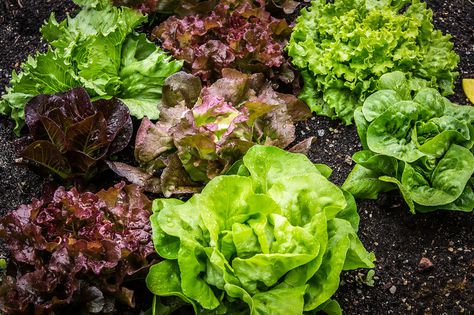 Potager_laitue Potager_laitue