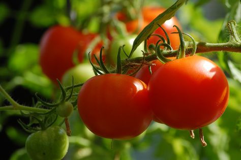 Potager_Tomate rouge