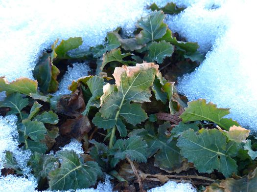 Potager_hiver_Couche froide_Tunnel Potager_hiver_Couche froide_Tunnel