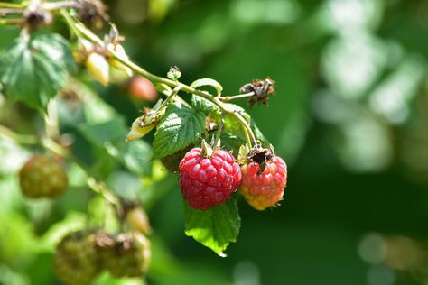 Pépinière_Fruitier_Framboise