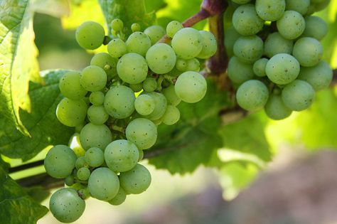 Pépinière_Fruitier_Vigne à raisin