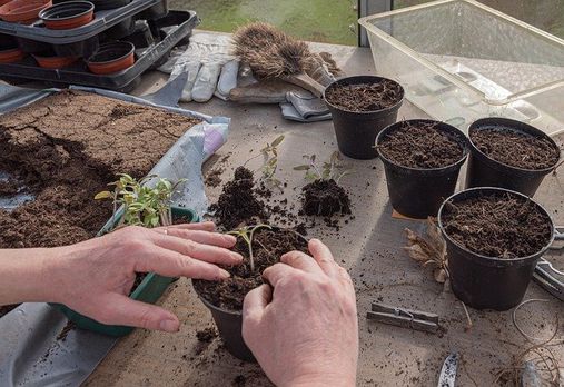 Potager_Jardinage_Repiquage de légume