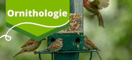 Boutique en ligne _ Produit _Ornithologie _ Nichoir_ Oiseau