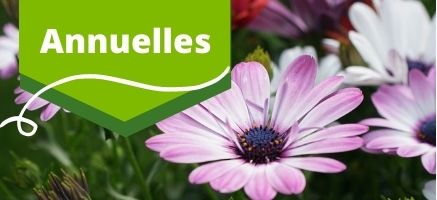 Boutique en ligne _ Produit _ végétaux _ Annuelles