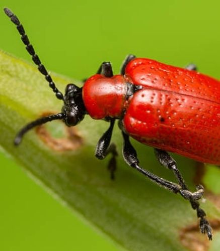 Blogue_Insectes_Criocère du lys_Pépinière_Vivaces