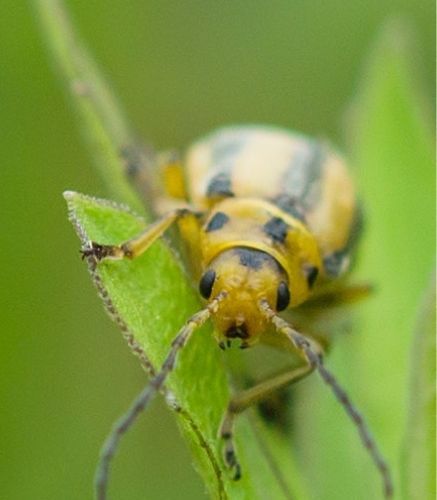 Blogue_Insecte_Ravageur_Chrysomèle rayé du concombre_Potager