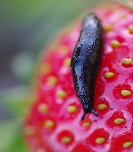 Blogue_Insectes_Ravageur_Limaces_Potager Blogue_Insectes_Ravageur_Limaces_Potager