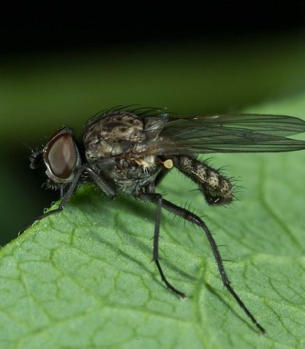 Blogue_Insectes_ Larves_Mouche de l'oignon_Potager