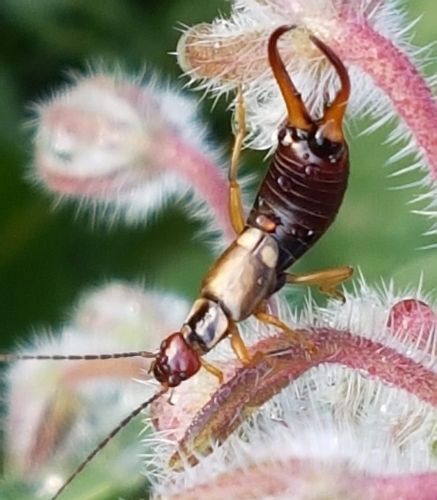 Blogue_Insecte_Perce-Oreilles_Potager Blogue_Insecte_Perce-Oreilles_Potager