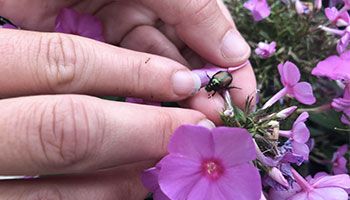 Blogue_Insectes_Scarabées Japonais_Nuisible_ravageur_Jardin_Plates bandes