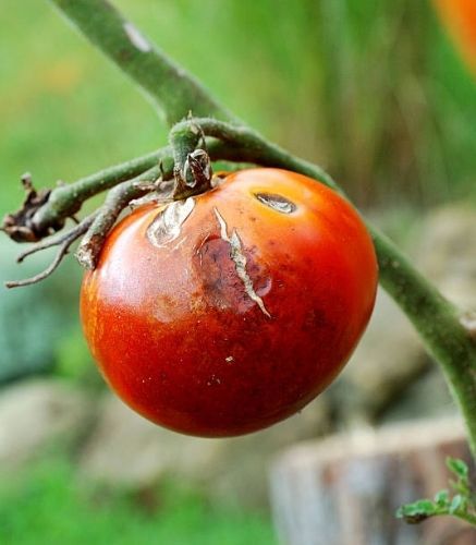 Blogue_Maladies_Anthracnose de la tomate_Potager Blogue_Maladies_Anthracnose de la tomate_Potager