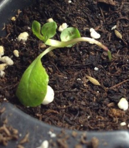 Blogue_Maladie_Fonte du semis_Potager_semences Blogue_Maladie_Fonte du semis_Potager_Semences