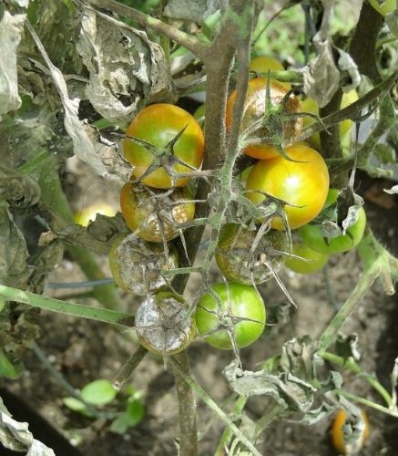 Blogue_Maladie_Mildiou de la tomate_Potager_Image Tomate Jaune Blogue_Maladie_Mildiou de la tomate_Potager_Image Tomate Jaune