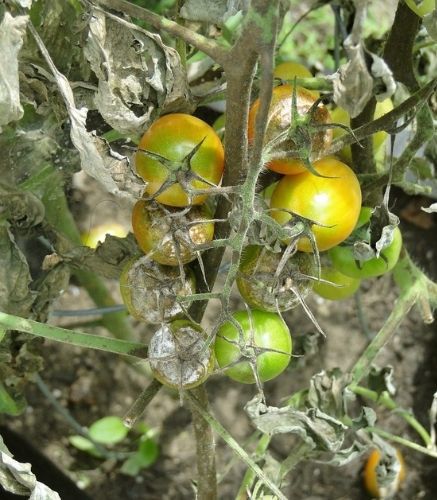 Blogue_Maladie_Mildiou de la tomate_Potager_Image Tomate Jaune