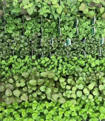 Végétaux_Potager_Fines herbes_Bouture_ Végétaux_Potager_Fines herbes_Bouture_