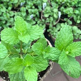 Végétaux_Potager_Fines herbes_Bouture_Menthe Végétaux_Potager_Fines herbes_Bouture_Menthe