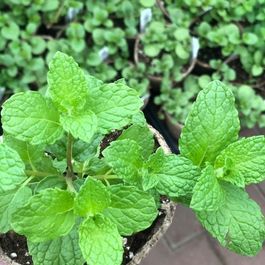 Végétaux_Potager_Fines herbes_Bouture_Menthe