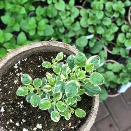 Végétaux_Potager_Fines herbes_Bouture_