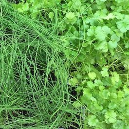 Végétaux_Potager_Fines herbes_Bouture_Ciboulette_Coriande