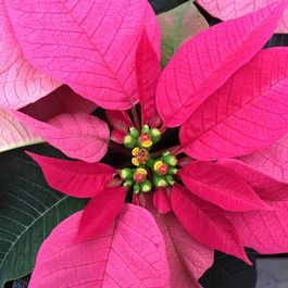 Végétaux_Plante verte_Poinsettia_rose