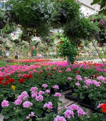 Blogue_Nos astuces pour réussir vos jardinières de fleurs annuelles Blogue_Nos astuces pour réussir vos jardinières de fleurs annuelles