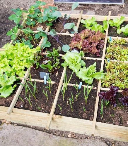 Blogue_10 commandement du potager_Jardin_Plantation Blogue_10 commandement du potager_Jardin_Plantation
