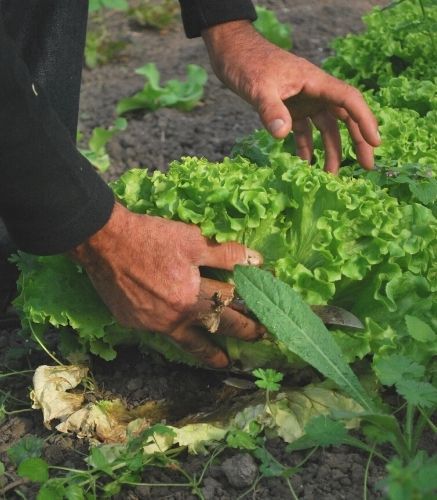 Blogue_10 commandement du potager_Jardin_Récolte Blogue_10 commandement du potager_Jardin_Récolte