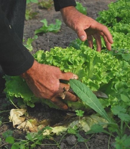 Blogue_10 commandement du potager_Jardin_Récolte