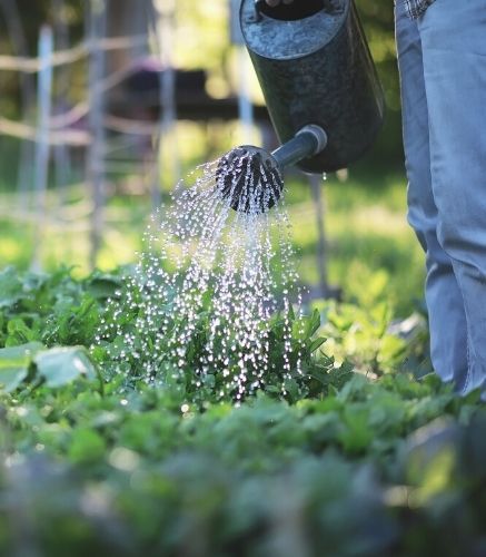 Blogue_10 commandement du potager_Jardin_Arrosage