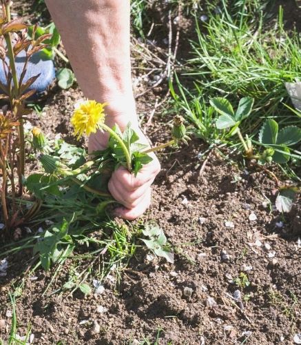 Blogue_10 commandement du potager_Jardin_Désherbage Blogue_10 commandement du potager_Jardin_Désherbage