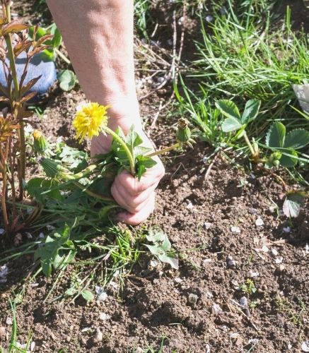 Blogue_10 commandement du potager_Jardin_Désherbage