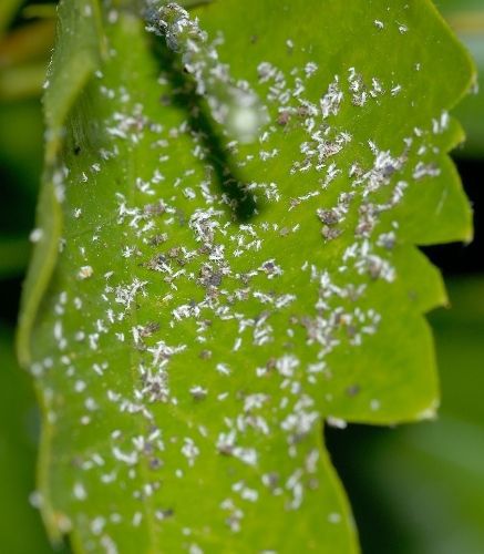 Blogue_10 commandement du potager_Jardin_Insecte et maladie 