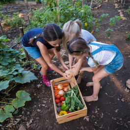 Activité_ Cueillir les légumes