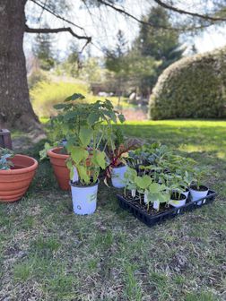  Acclimatation des jardinières