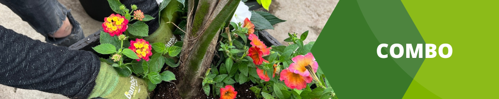 Fleurs annuelles_Combo Fleurs annuelles_Combo