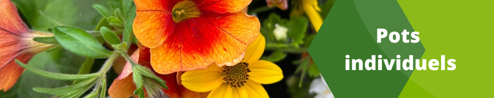 Fleurs annuelles_Pots individuels Fleurs annuelles_Pots individuels