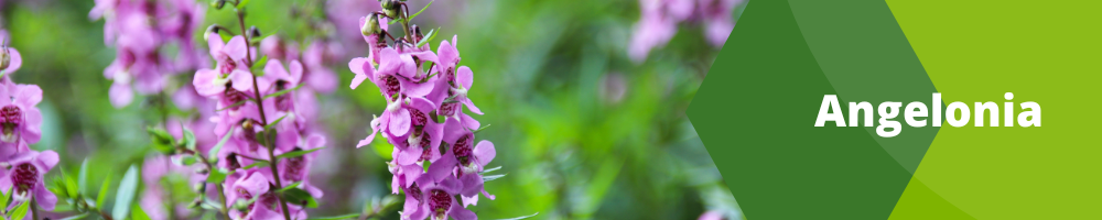 Fleurs annuelles_pots individuels_Angelonia