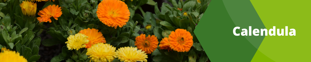 Fleurs Annuelles_ pots individuels_Calendula