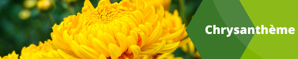 Fleurs annuelles_Pots individuels_ Chrysanthème Fleurs annuelles_Pots individuels_ Chrysanthème