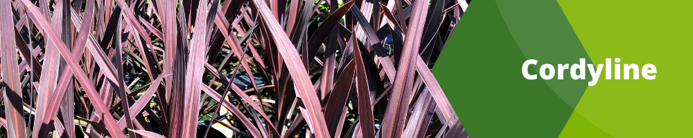 Fleurs Annuelles_Pots individuels_Cordyline Fleurs Annuelles_Pots individuels_Cordyline