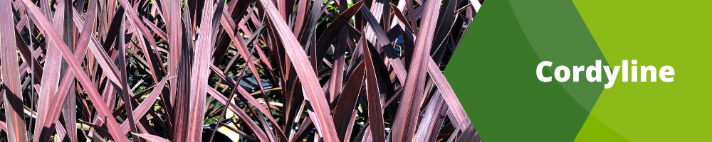 Fleurs Annuelles_Pots individuels_Cordyline