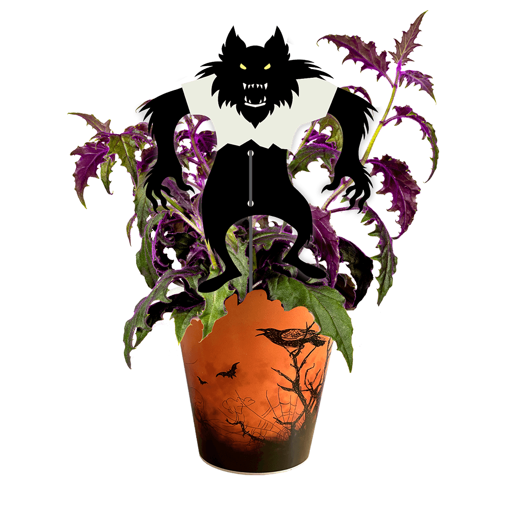 Avec Mélanie : Boîte de 10 plantes effrayantes 4.5 po