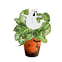 Avec Mélanie : Boîte de 10 plantes effrayantes 4.5 po