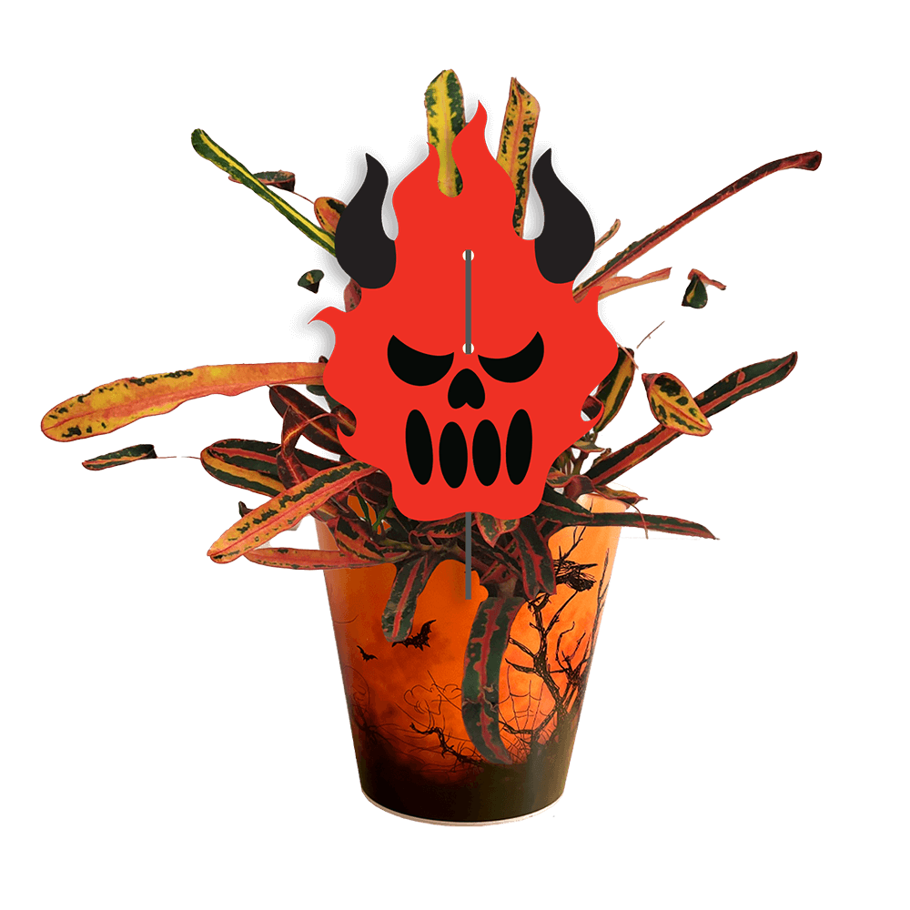 Avec Mélanie : Boîte de 10 plantes effrayantes 4.5 po