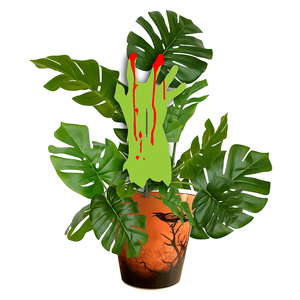 Avec Mélanie : Boîte de 10 plantes effrayantes 4.5 po