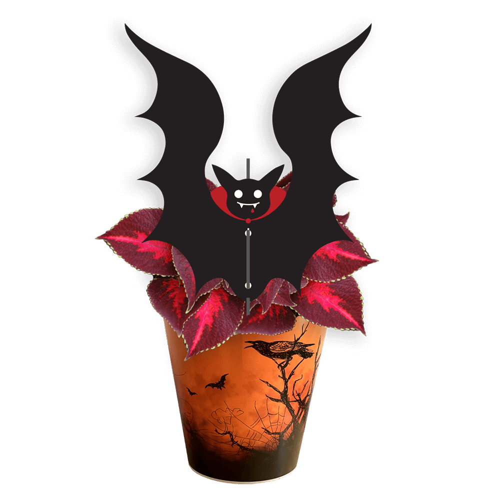 Avec Mélanie : Boîte de 10 plantes effrayantes 4.5 po